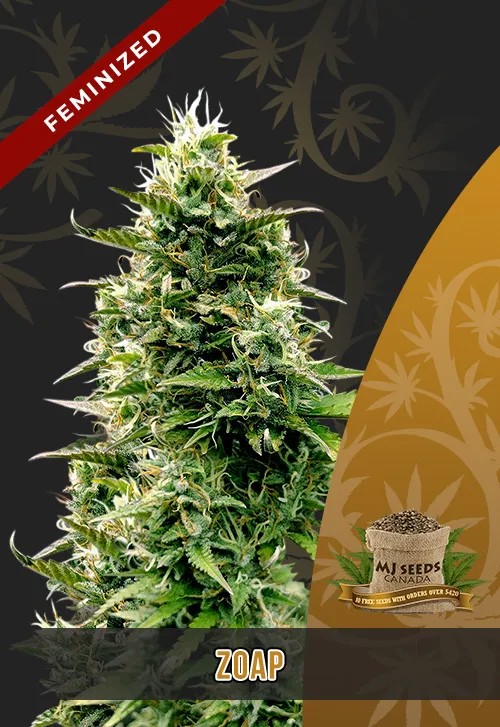 Zoap Strain Feminized Marijuana Seeds