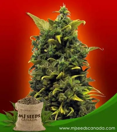 Blue Cheese Strain Feminized Marijuana Seeds