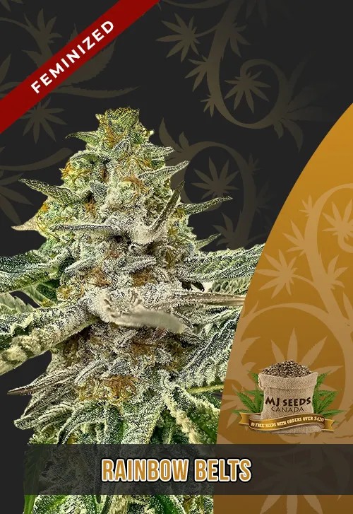 Rainbow Belts Strain Feminized Marijuana Seeds