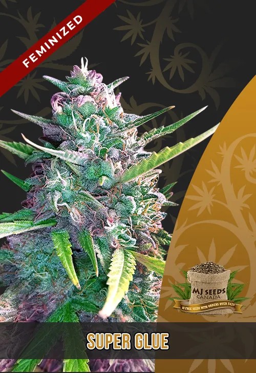 Super Glue Strain Feminized Marijuana Seeds