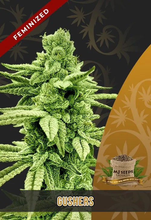 Gushers Strain Feminized Marijuana Seeds