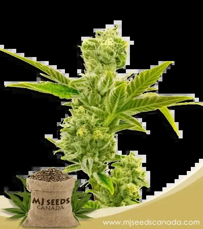 Triple XL Strain Autoflowering Marijuana Seeds