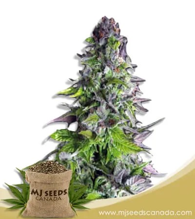 Romulan Strain Feminized Marijuana Seeds