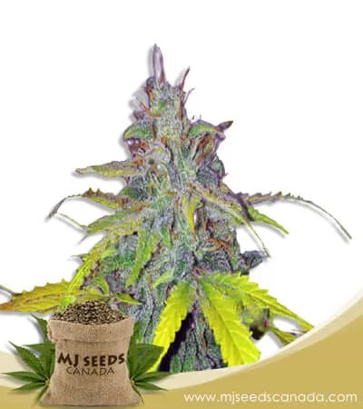 California Orange Strain Autoflowering Marijuana Seeds