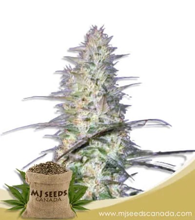 Psycho Crack Strain Feminized Marijuana Seeds