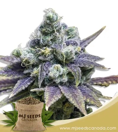Crushed Grapes Strain Feminized Marijuana Seeds
