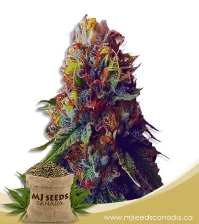 Green Goblin Strain Feminized Marijuana Seeds