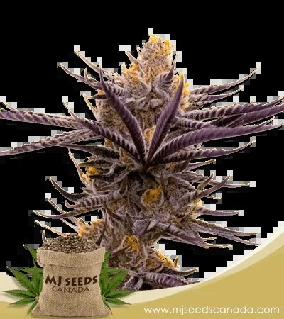 Purple Haze Autoflowering Marijuana Seeds