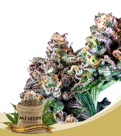 Purple Punch Strain Feminized Marijuana Seeds