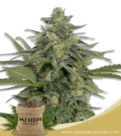 Original Lemon Pie Strain Feminized Marijuana Seeds