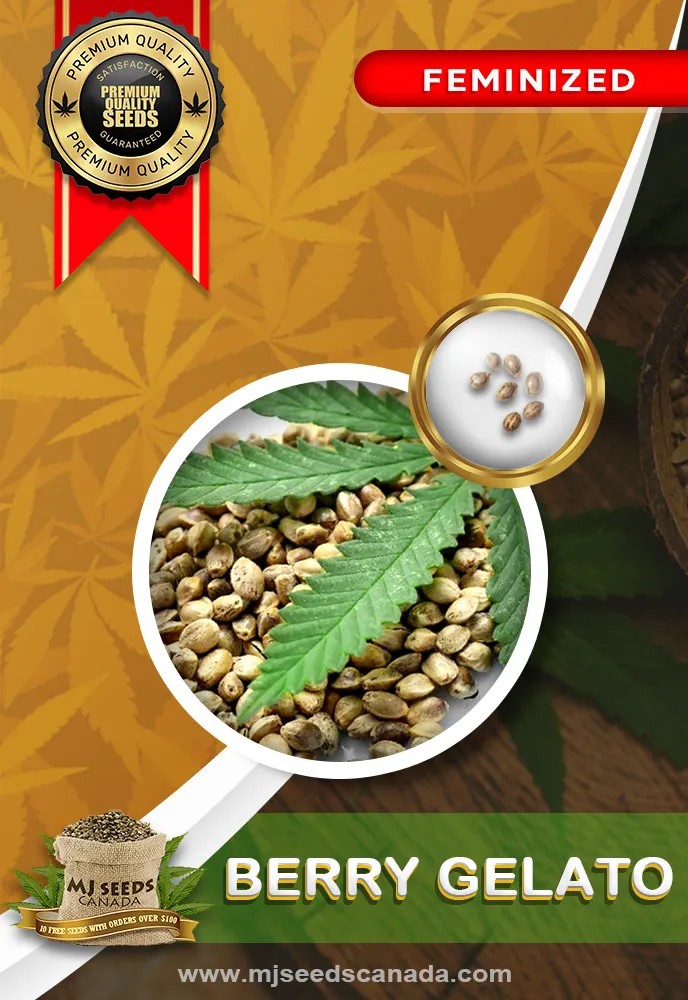 Berry Gelato Strain Feminized Marijuana Seeds