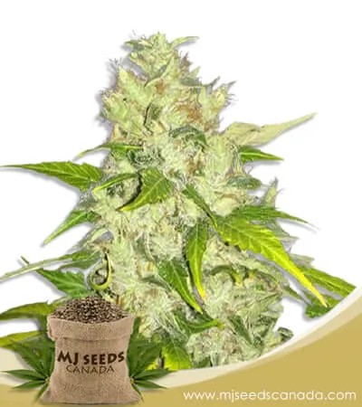 Chocolate Chunk Strain Feminized Marijuana Seeds