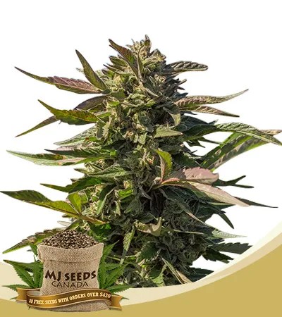 Snow Panda Strain Fast Version Feminized Marijuana Seeds