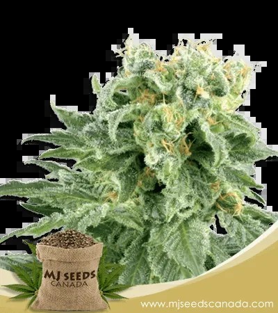 OG Kush Autoflowering Marijuana Seeds