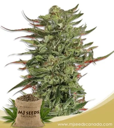 Strawberry Banana Cheese Strain Feminized Marijuana Seeds