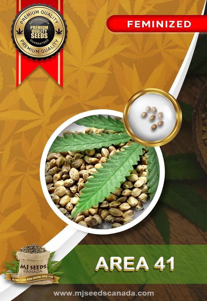 Area 41 Strain Feminized Marijuana Seeds
