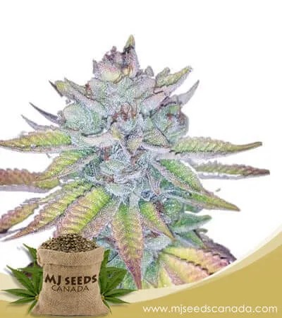 Watermelon Strain Feminized Marijuana Seeds