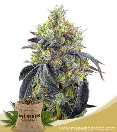 Fatso Strain Feminized Marijuana Seeds