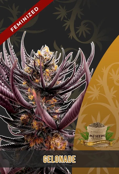 Gelonade Strain Feminized Marijuana Seeds