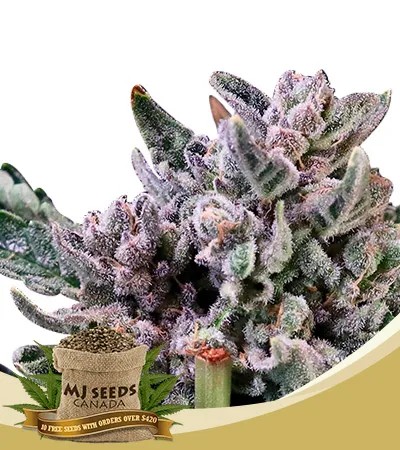 Gelato 41 Strain Feminized Marijuana Seeds