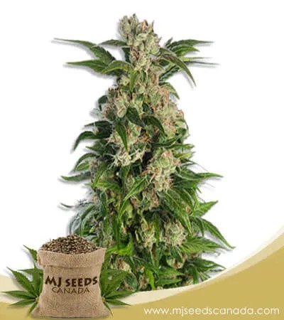 Trainwreck Strain Feminized Marijuana Seeds