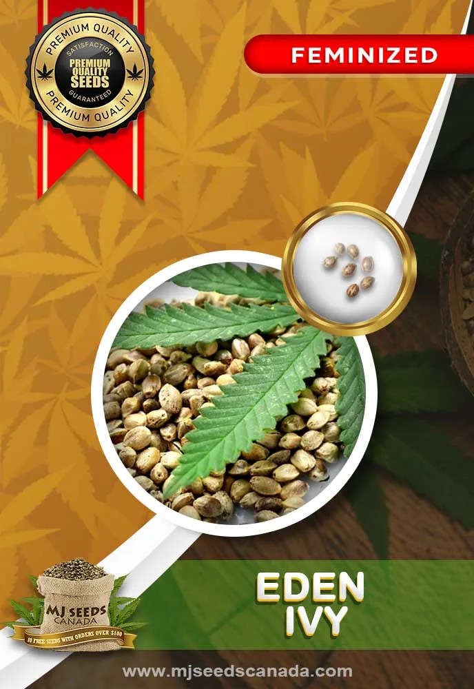 Eden Ivy Strain Cbd Feminized Marijuana Seeds