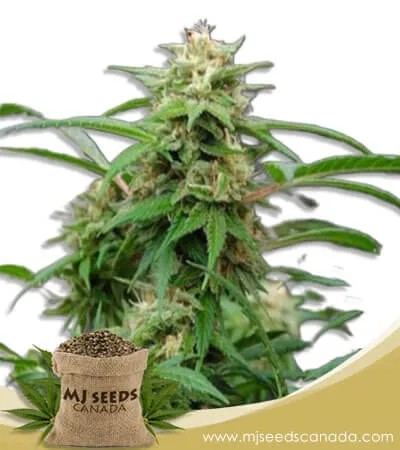 White Rhino Strain Feminized Marijuana Seeds