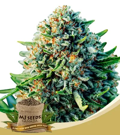 Gummibears Strain Autoflowering Feminized Marijuana Seeds