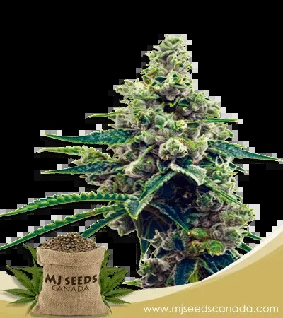 Grapefruit Strain Autoflowering Marijuana Seeds