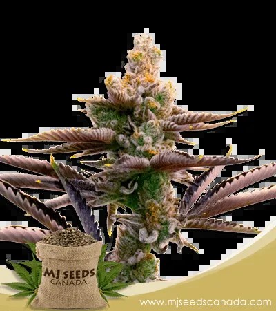 Critical Purple Strain Autoflowering Marijuana Seeds