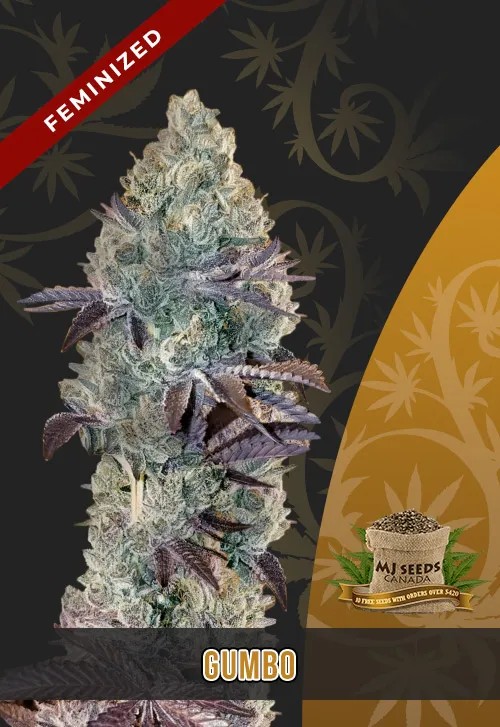 Gumbo Strain Feminized Marijuana Seeds