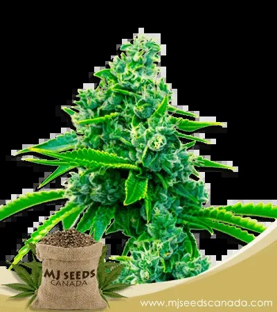 Blue Dream Strain Feminized Marijuana Seeds