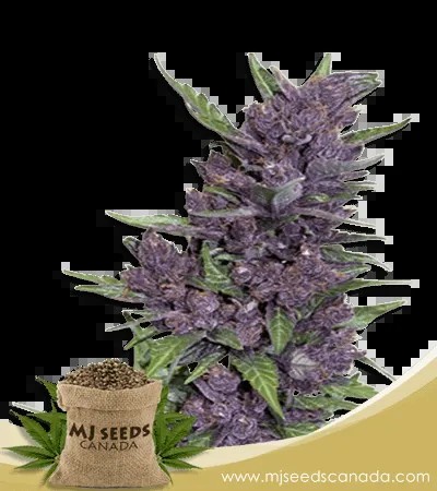 Purple Kush Autoflowering Marijuana Seeds