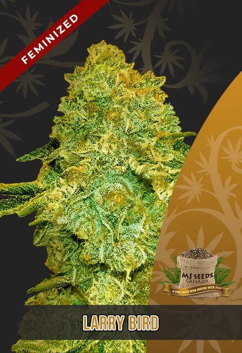 Larry Bird Strain Feminized Marijuana Seeds