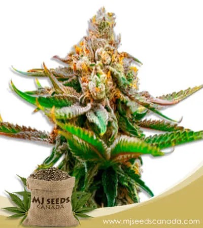 Strawberry Strain Feminized Marijuana Seeds