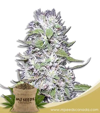 Hawaiian Skunk Strain Autoflowering Marijuana Seeds