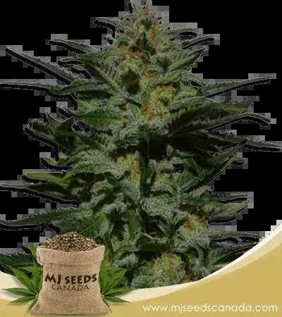 Blackberry Strain Autoflowering Marijuana Seeds