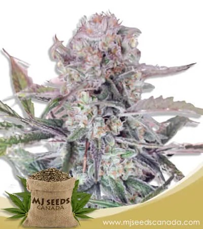 Sour OG Strain Feminized Marijuana Seeds
