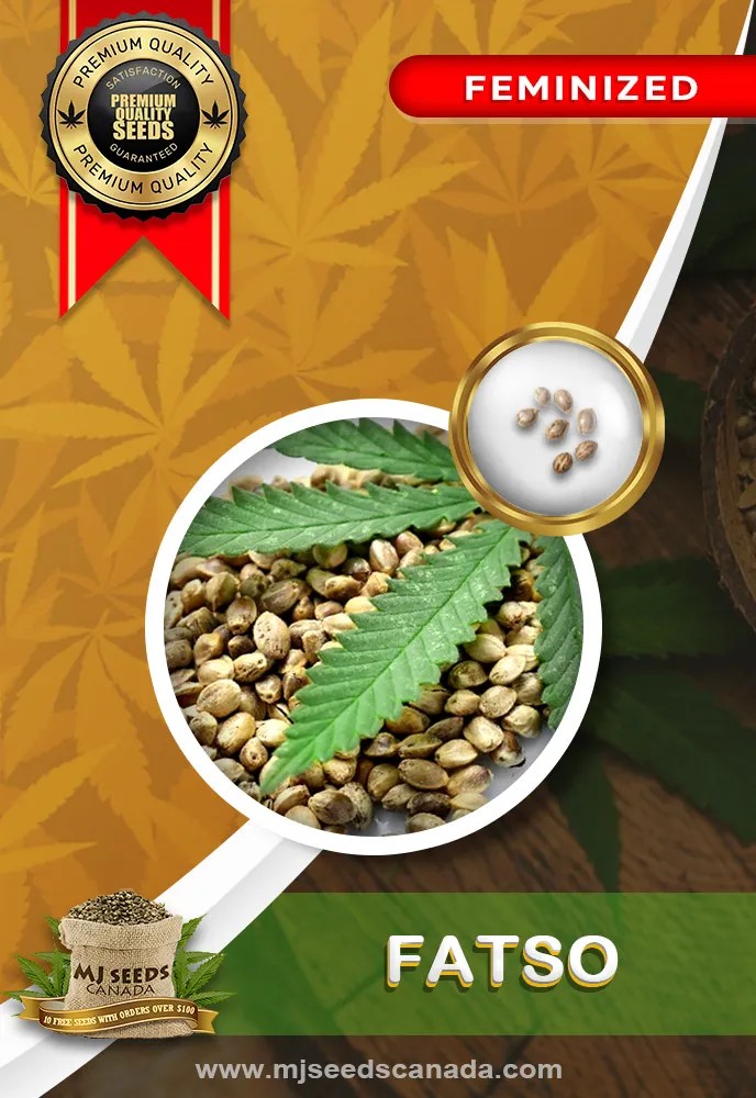 Fatso Strain Feminized Marijuana Seeds