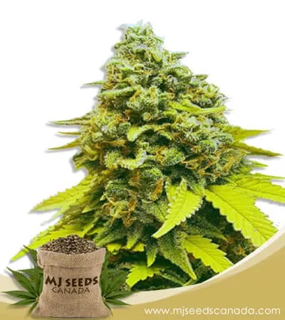 White Dwarf Strain Feminized Marijuana Seeds