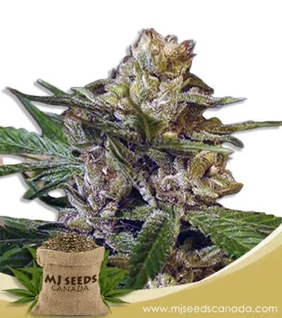 Leprechon Strain Feminized Marijuana Seeds