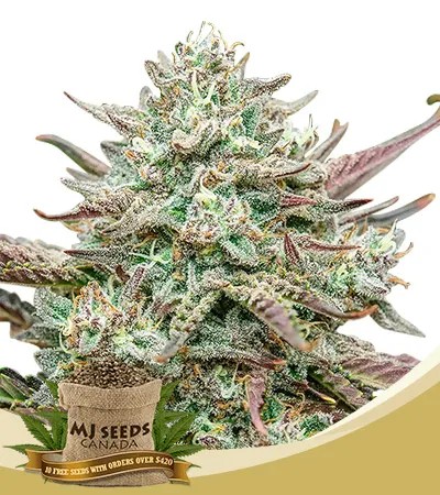 Face Fat Strain Autoflowering Feminized Marijuana Seeds