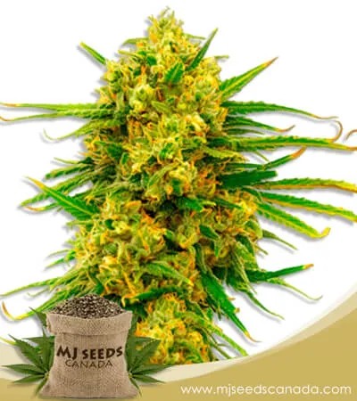 Lemon Tree Strain Feminized Marijuana Seeds