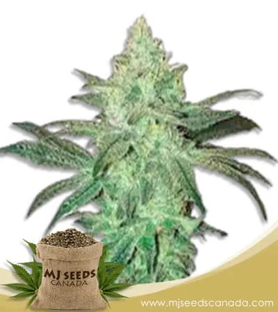 Stardawg Strain Feminized Marijuana Seeds