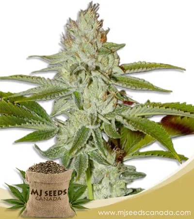 Hellfire OG Strain Feminized Marijuana Seeds