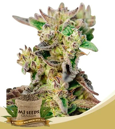 Tricross Strain Autoflowering Feminized Marijuana Seeds