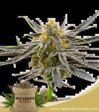 Blood Diamond OG Strain Feminized Marijuana Seeds