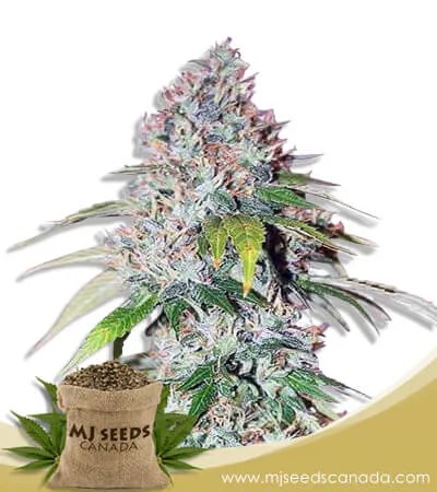 Platinum OG Strain Feminized Marijuana Seeds
