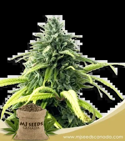 Skunk#1 Strain Autoflowering Marijuana Seeds
