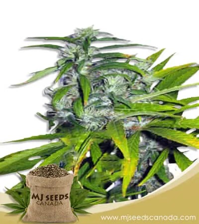 Mango Haze Autoflowering Marijuana Seeds